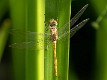 Sympetrum vulgatum female-8